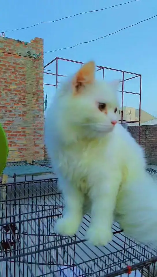 Cat for Sale — photo 3