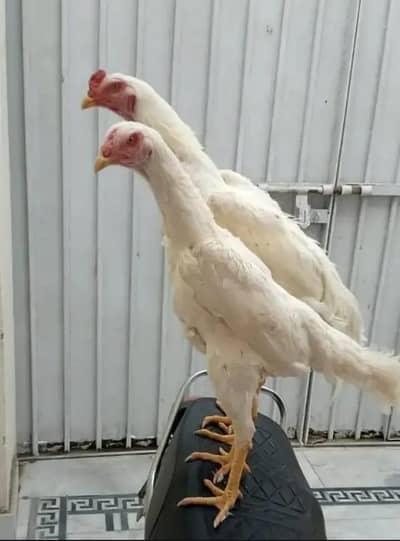Hira Shamu aseel pair for sale only WhatsApp number 03268750738