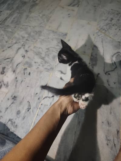MALE CAT PERSIAN CROOS
