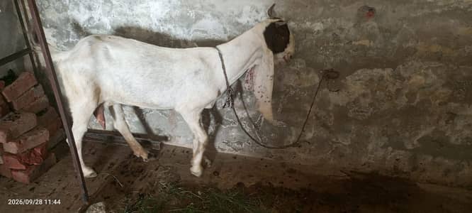 Gulabi Bakri urgent for sale