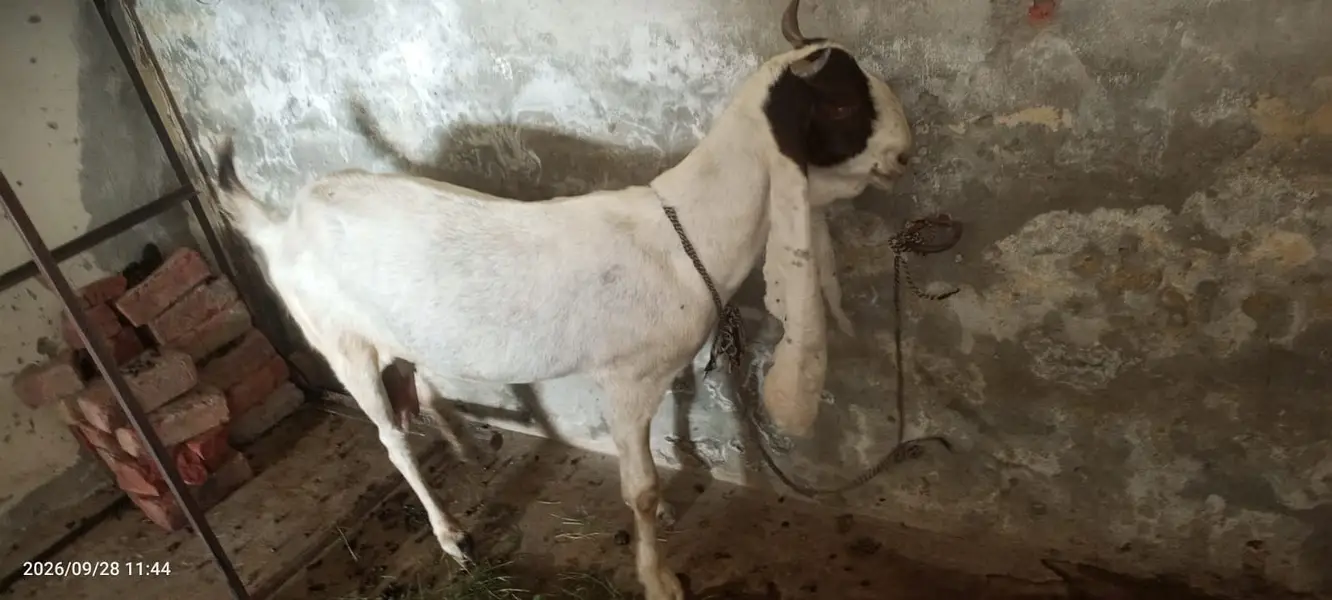 Gulabi Bakri urgent for sale — photo 2