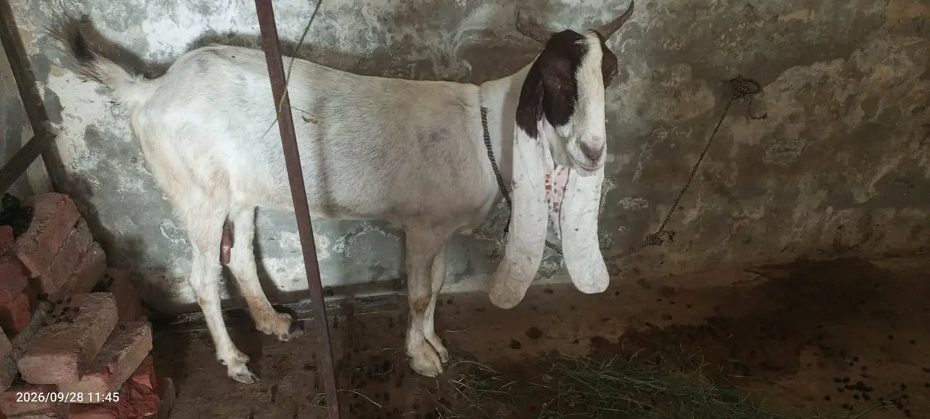 Gulabi Bakri urgent for sale — photo 3