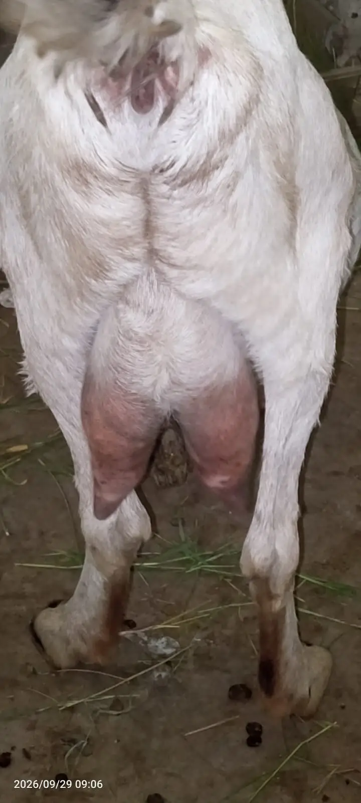 Gulabi Bakri urgent for sale — photo 4