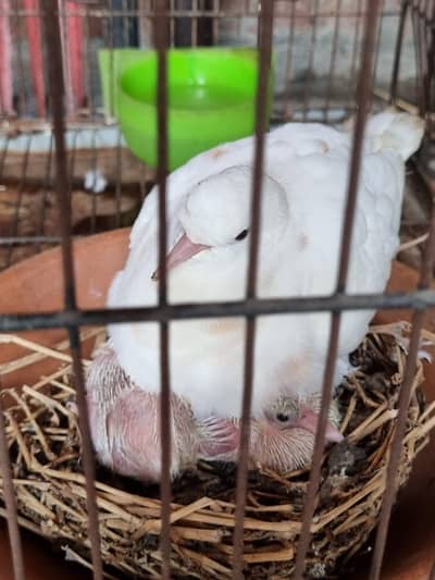 Dove breeder pair | healthy khumray pair