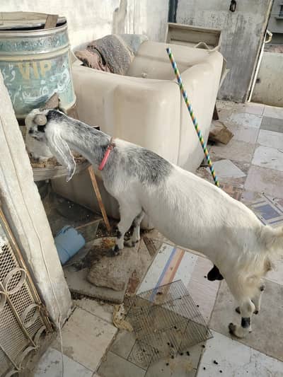 دو ماہ کی گبن خوبصورت بیٹل کراس—