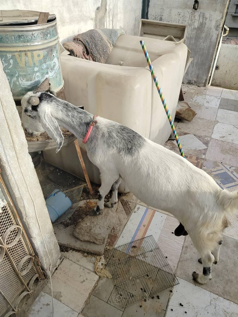 دو ماہ کی گبن خوبصورت بیٹل کراس— 0