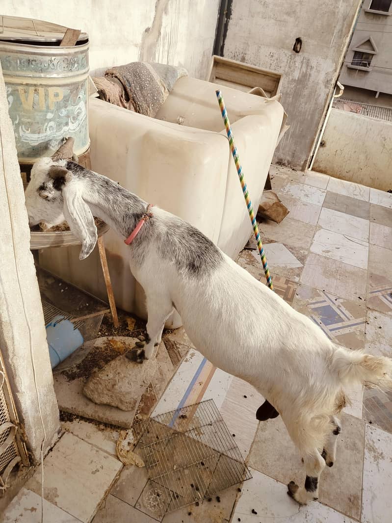 دو ماہ کی گبن خوبصورت بیٹل کراس— 1