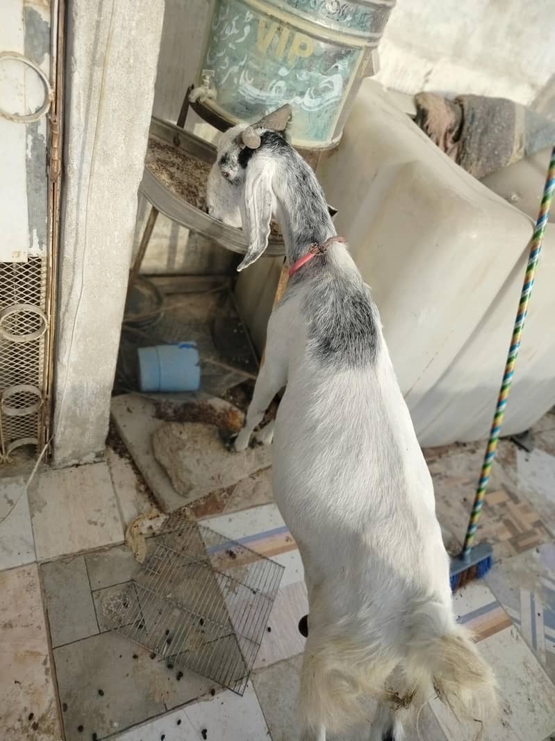 دو ماہ کی گبن خوبصورت بیٹل کراس— 2
