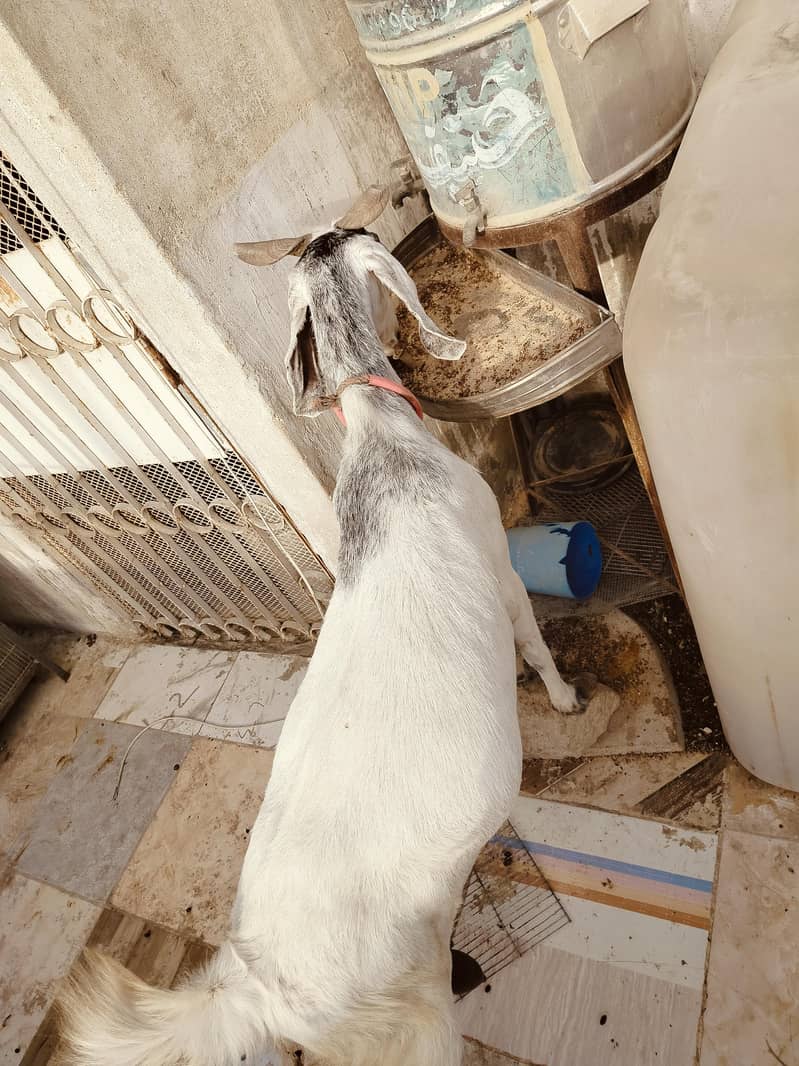 دو ماہ کی گبن خوبصورت بیٹل کراس— 8