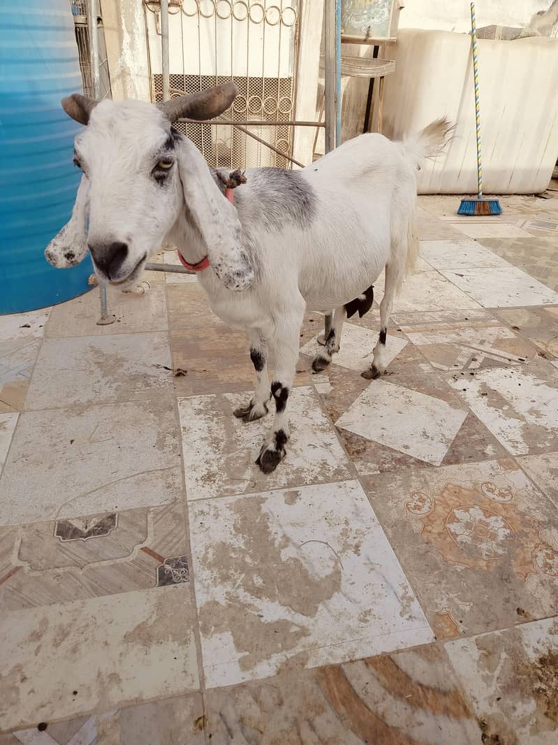 دو ماہ کی گبن خوبصورت بیٹل کراس— 9