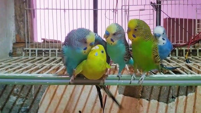 parrot 0