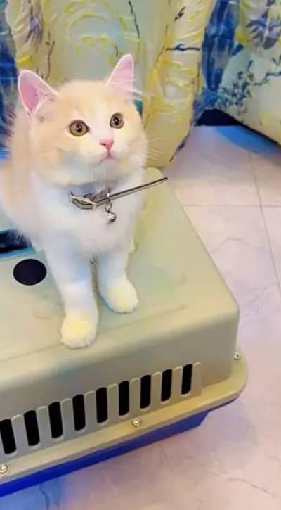 Persian cat vaccination 3 code mein potty train argent for sale
