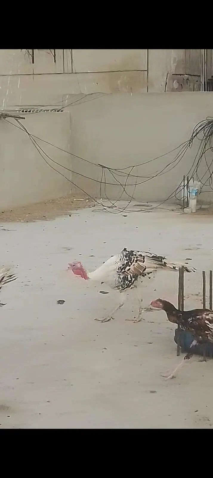 Turkey Piet Male — photo 6