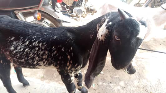 Makki Chini Bakra | Gulabi Bakri | Jori hy
