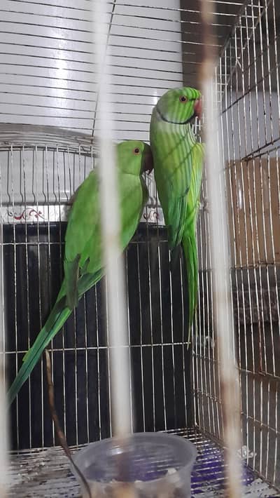 Pair of talking parrots