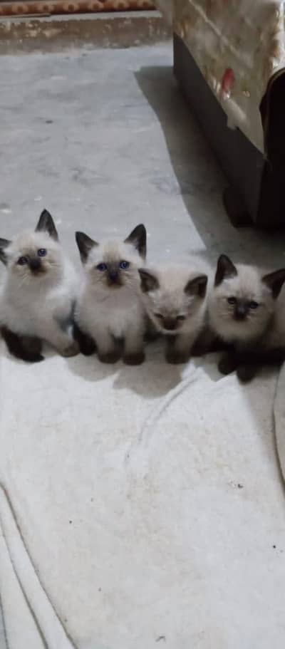 Siamese kittens