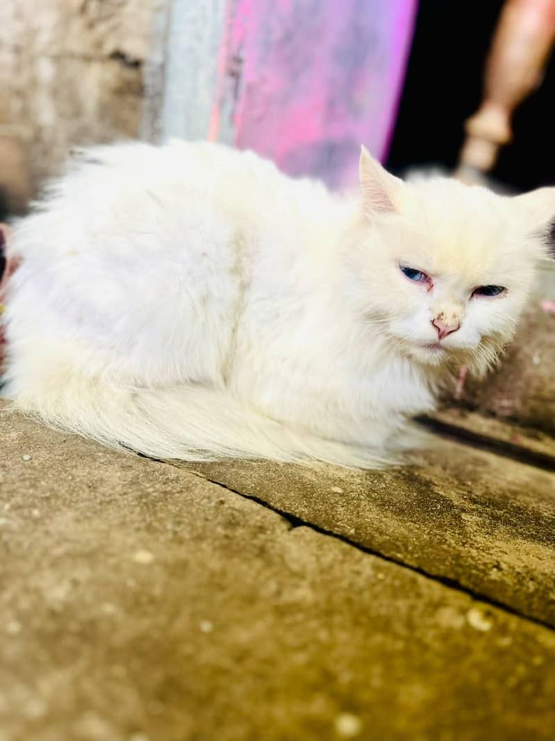 cute persian 0