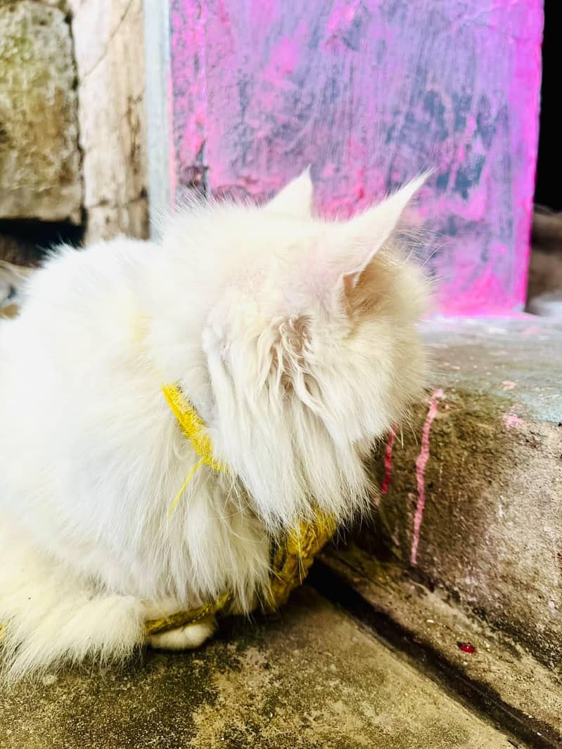 cute persian 1
