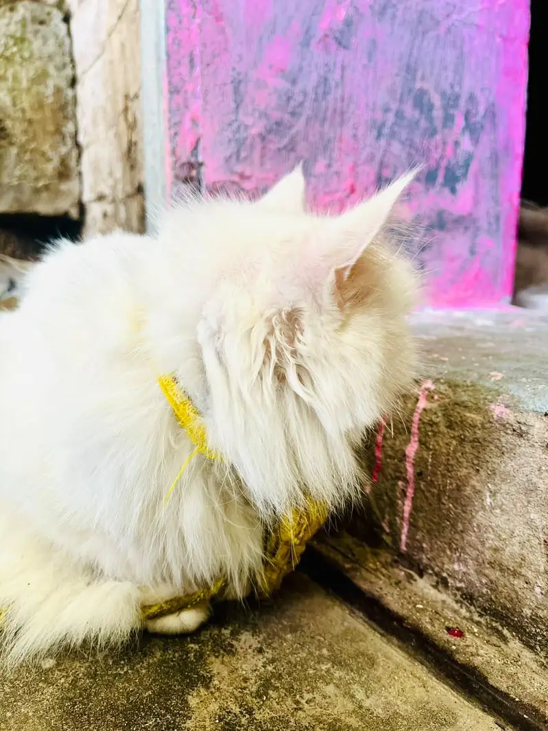 cute persian — photo 2