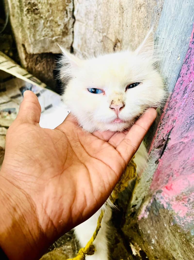 cute persian 2