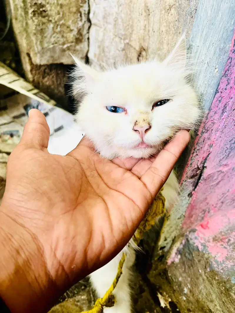cute persian — photo 3