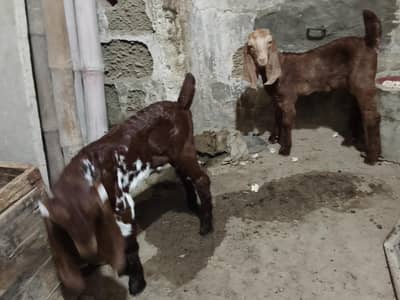 Bakra and bakri for sal