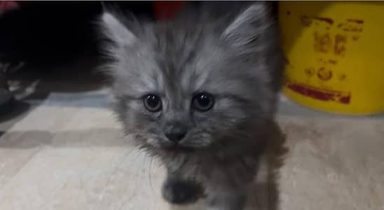 male kitten