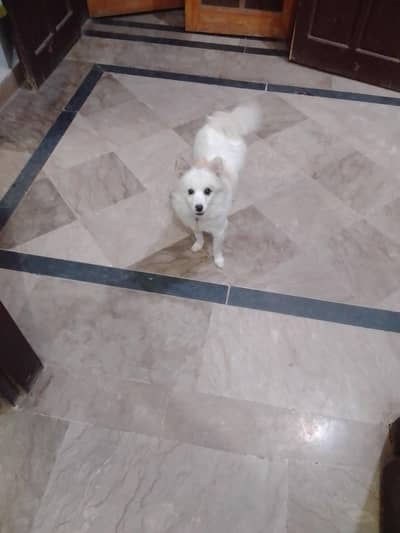 8 month dogi color white