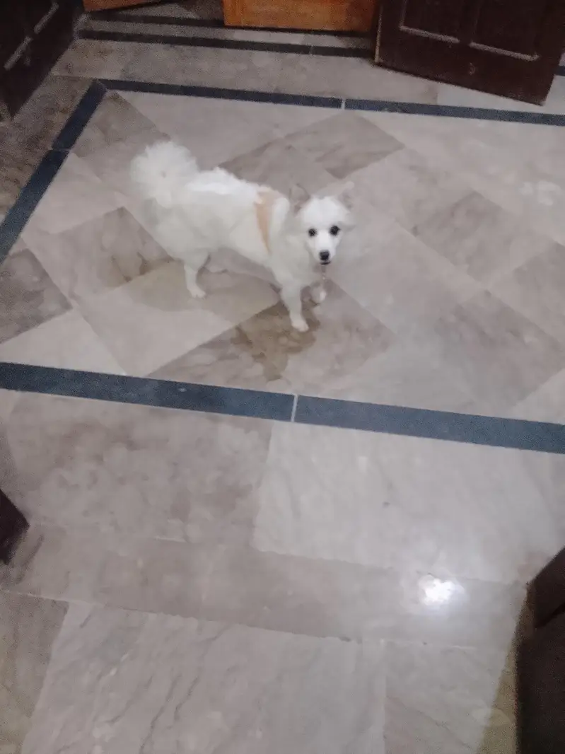 8 month dogi color white — photo 2