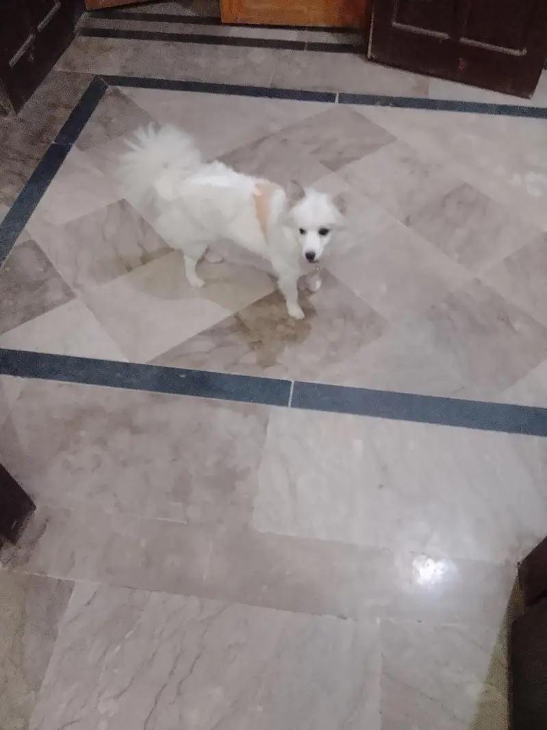 8 month dogi color white — photo 3