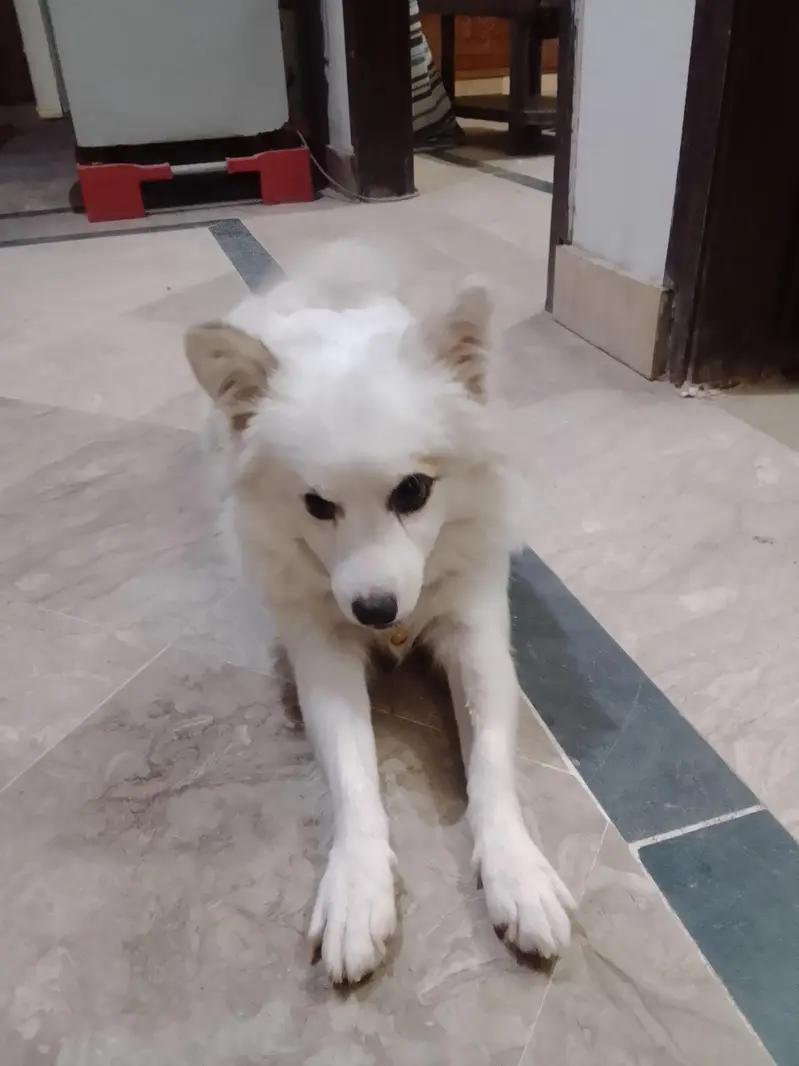 8 month dogi color white — photo 4