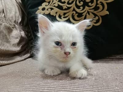 Double coated person female kitten