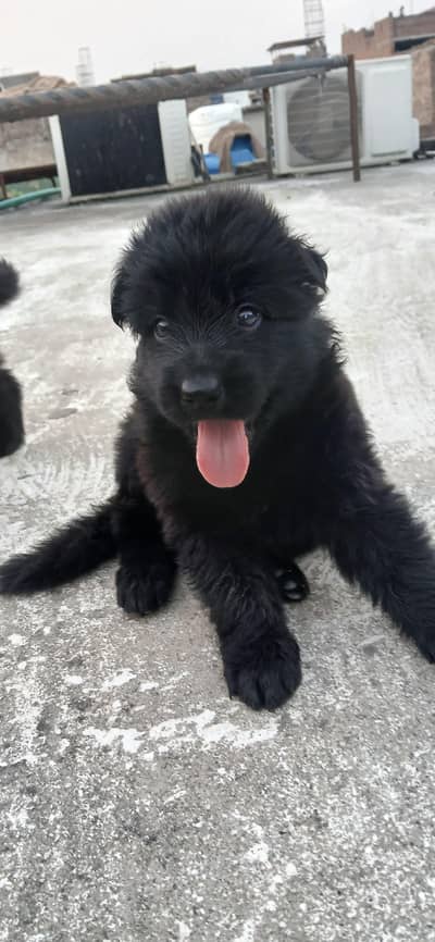 Black shepherd puppies