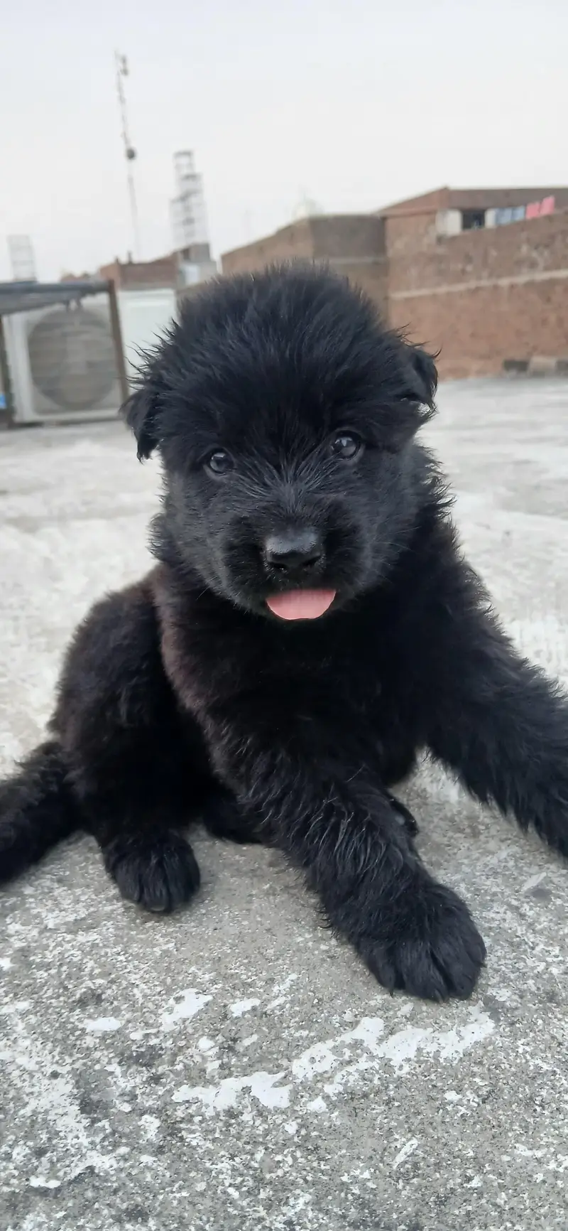 Black shepherd puppies — photo 2