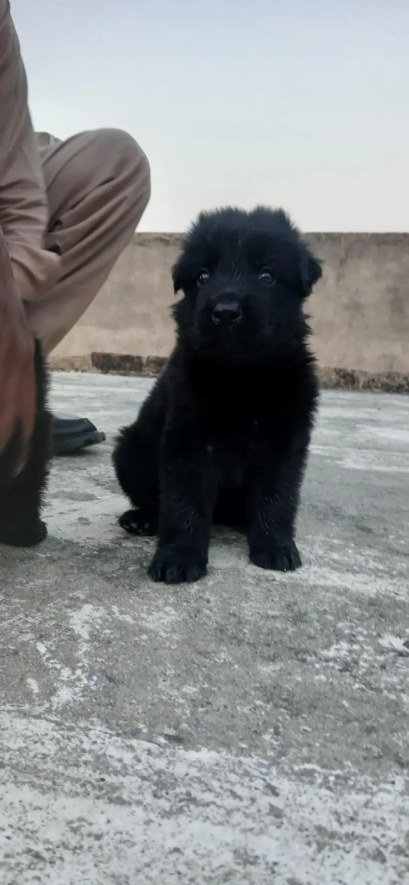 Black shepherd puppies — photo 3