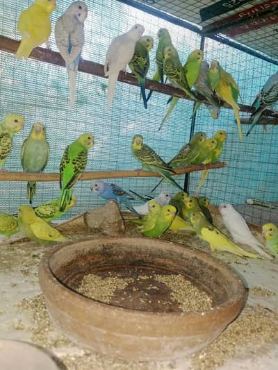 young budgies