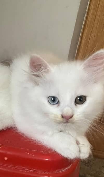 persian pairs for sale male odd eyes female blue eyes