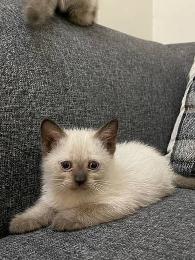 Siamese kittens