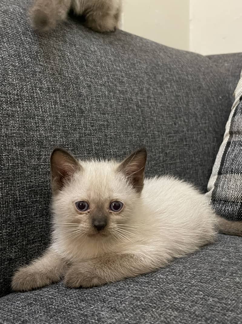 Siamese kittens 0