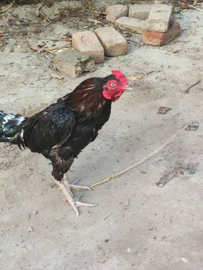 Mianwali Aseel