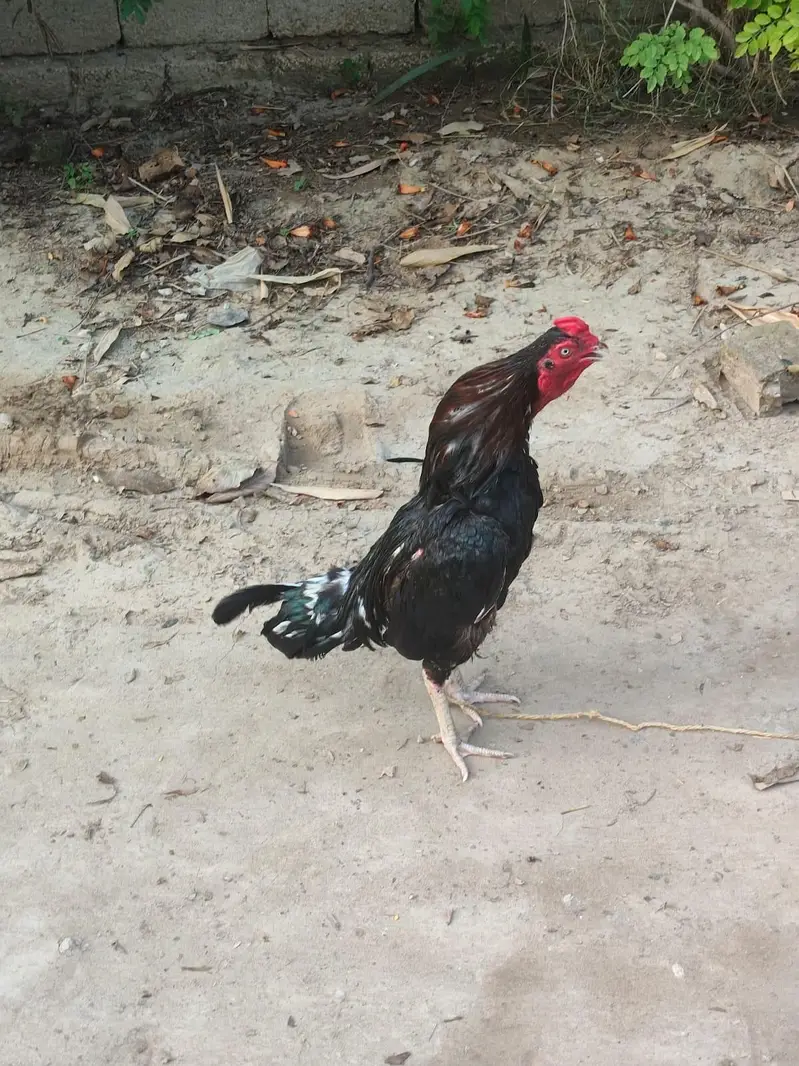 Mianwali Aseel — photo 2