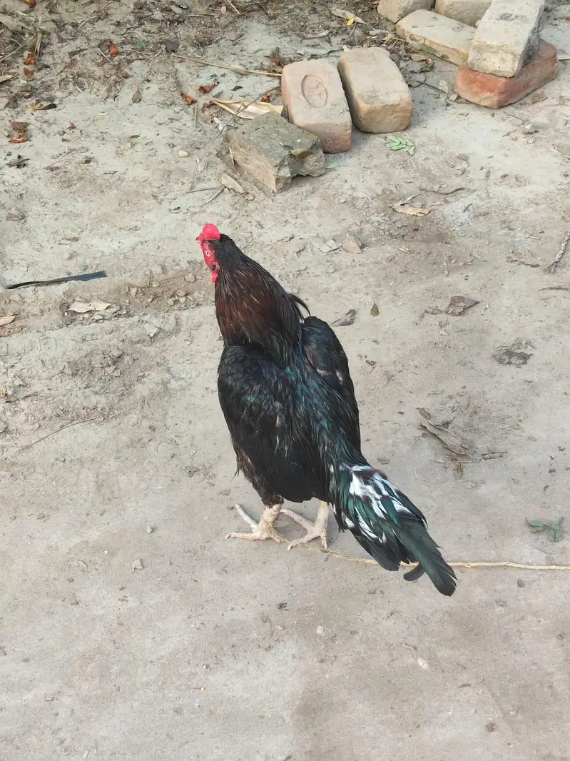 Mianwali Aseel — photo 3