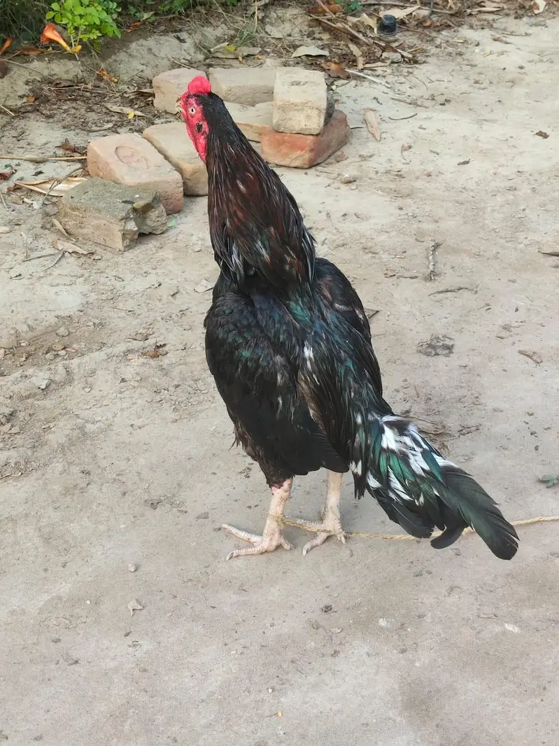 Mianwali Aseel — photo 5