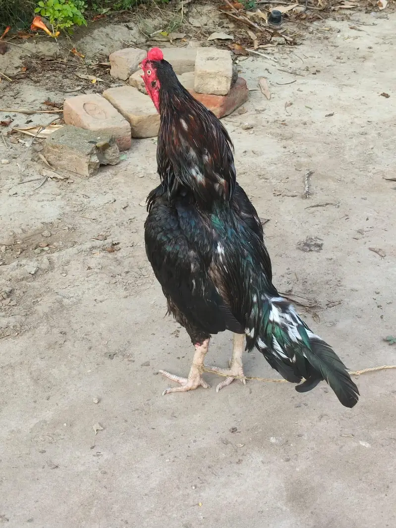 Mianwali Aseel — photo 7