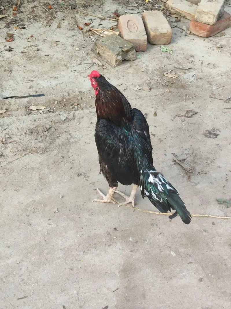 Mianwali Aseel — photo 9