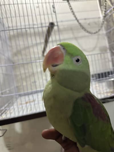 Raw Alexander parrot Female for sale