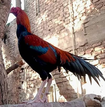 sindhi aseel jhageeri