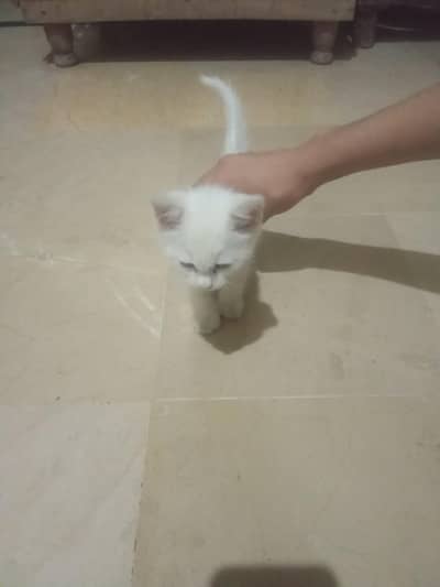urgent sale Persian cat baby kitten white colour blue and grey mix eye
