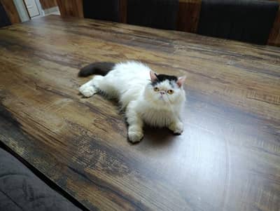 Piki Female Persian