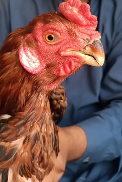 male for sale. . parrot beak. . temper tail